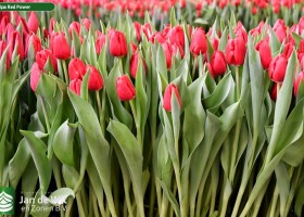 Tulipa Red Power (2)